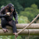 Illustration for article titled The difference between humans and chimps is all in the junk DNA